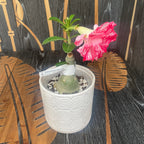 Adenium Obesum 'Smoke'