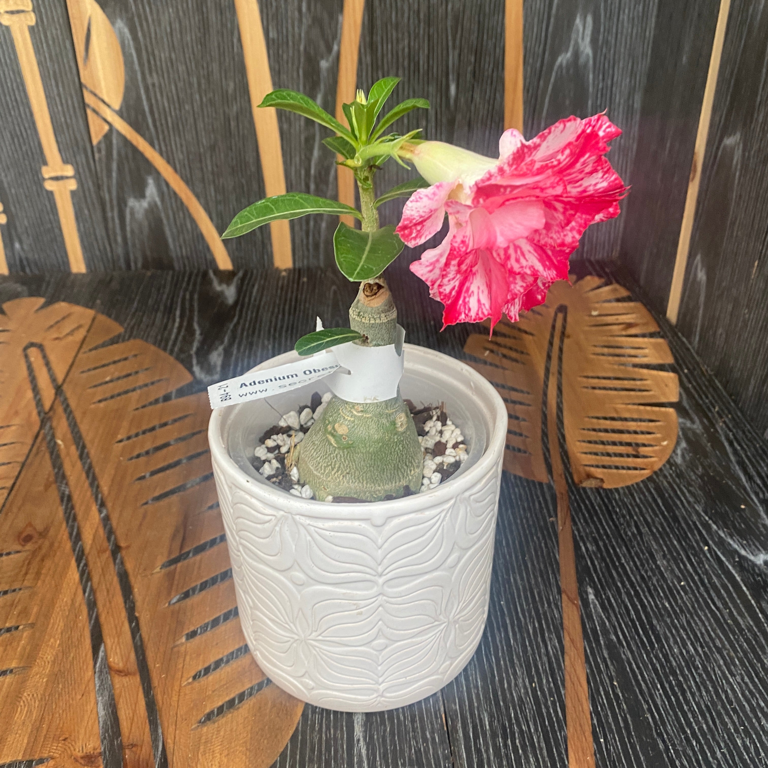 Adenium Obesum 'Smoke'