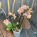 Phalaenopsis Diffusion (Variation) duftend