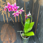 Phalaenopsis Sweet Memory Liodoro fleurs peloriques & normales LID08