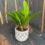 Bulbophyllum (Cirrhopetalum) Eberhardtii