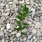 Aeschynanthus 'Japhrolepis' - Lipstick plant
