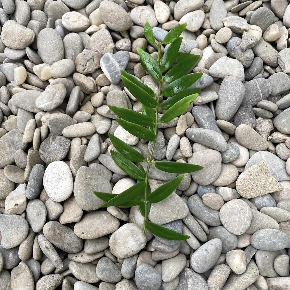 Aeschynanthus 'Japhrolepis' - Lipstick plant