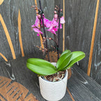 Phalaenopsis Younghome Purple Baby '06201' ('Limited 32') große Lippe