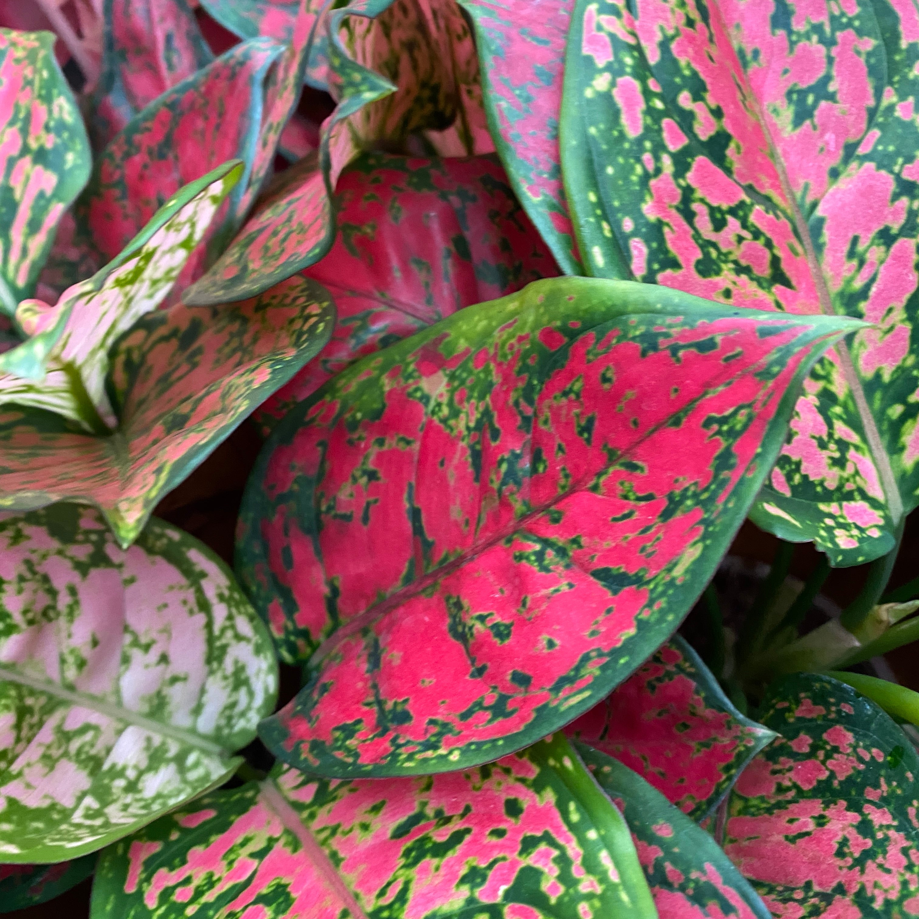 aglaonema pink dots Aglaonema Spotted Star – Secret Garden Plant Shop