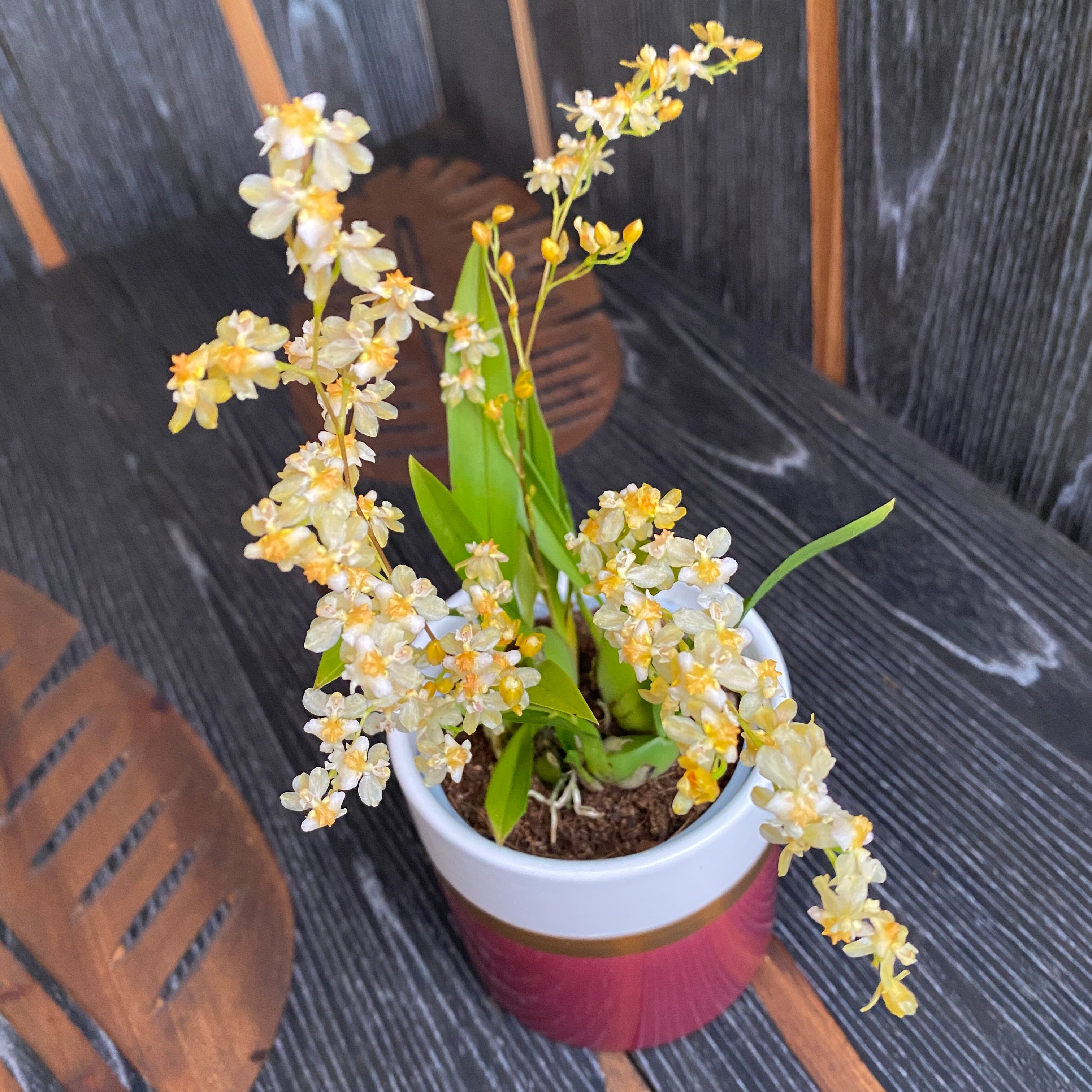 Oncidium Twinkle 'Fragrance Fantasy' - flori albe parfumate