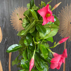 Mandevilla Coral Pink - Dipladenia (voňavé kvety)