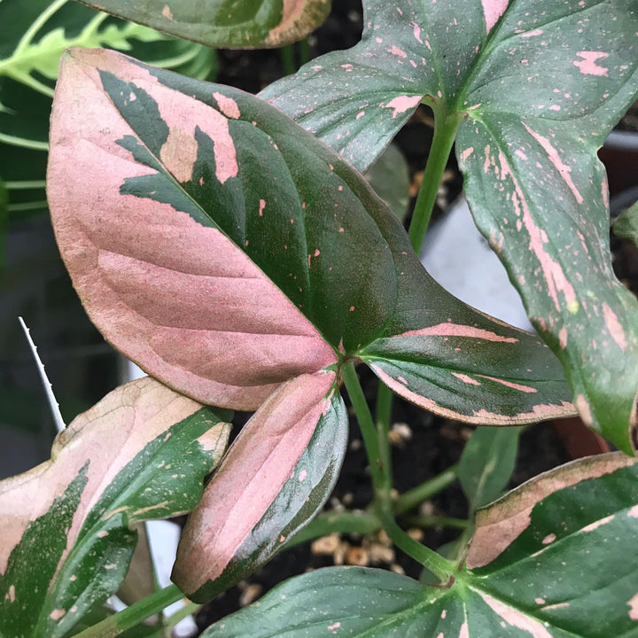 Syngonium podophyllum 'Red Spot' (Pink Splash)