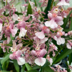 Oncidium Rosy Sunset - intensely fragrant flowers