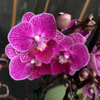Phalaenopsis Younghome Purple Baby '06201' ('Limited 32') große Lippe