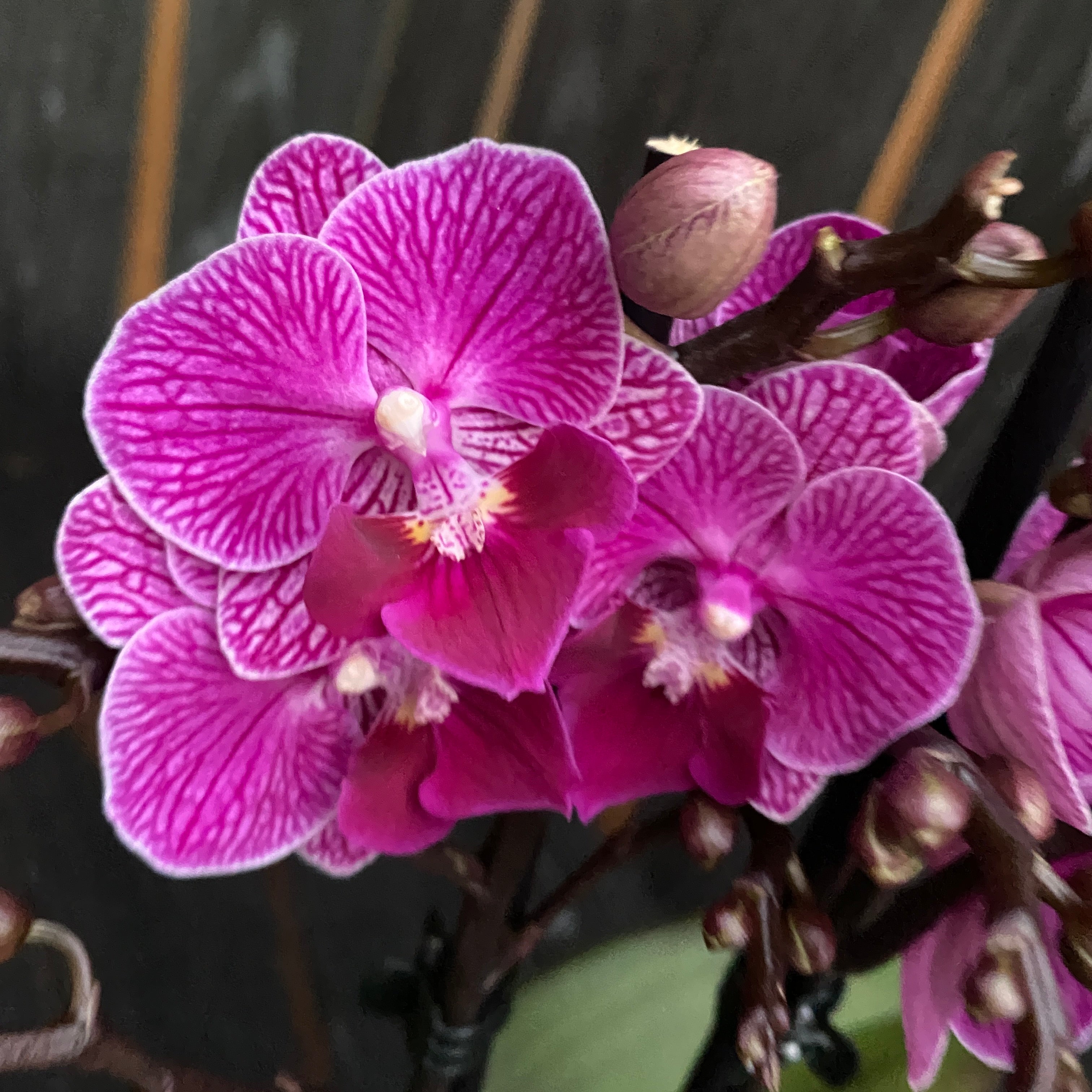 Phalaenopsis Younghome Purple Baby '06201' ('Limited 32') big lip
