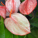 Anthurium Scherzerianum Graffiti