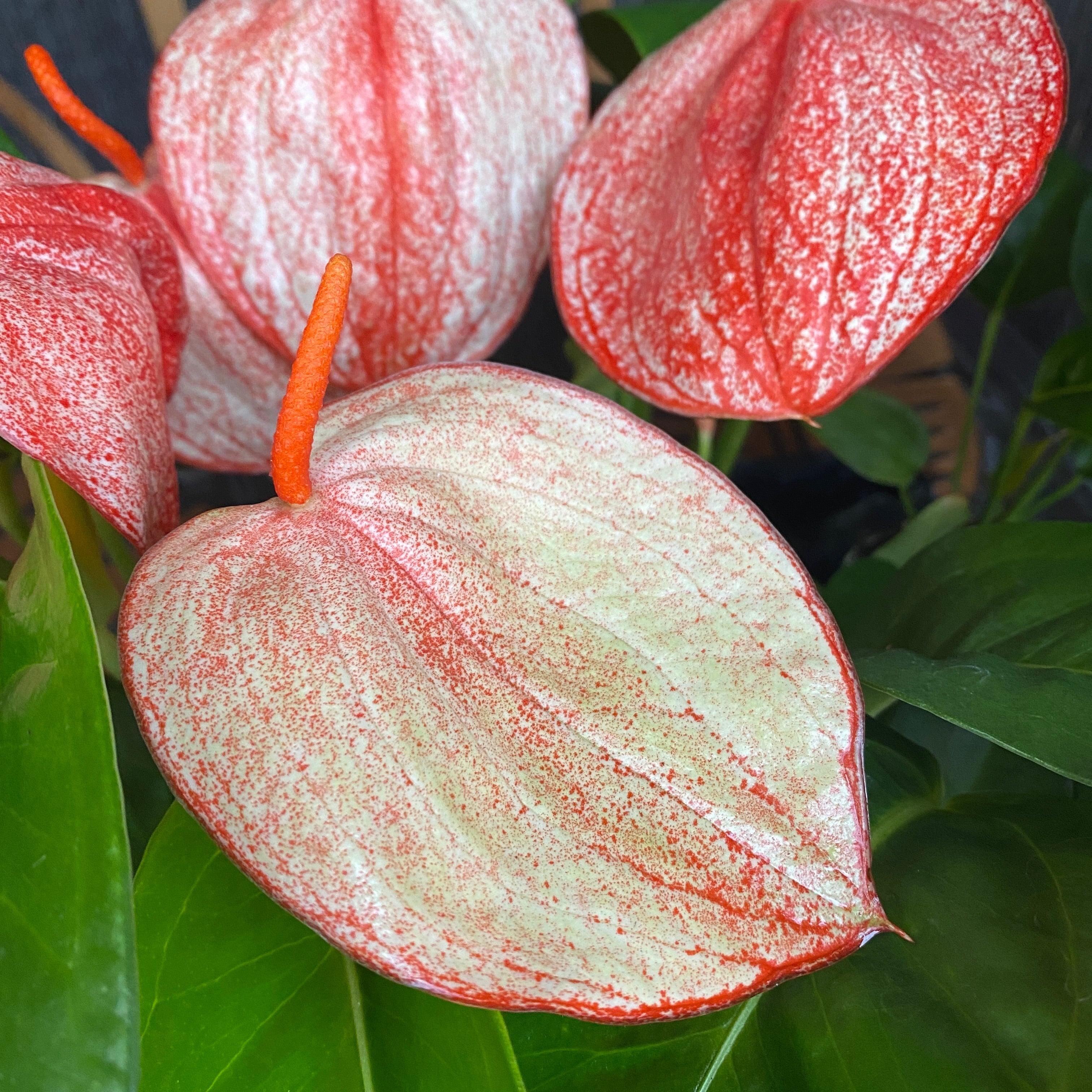 Anthurium Scherzerianum Graffiti