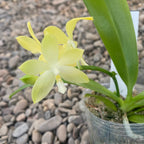 Phalaenopsis Almanis (mannii × tetraspis)