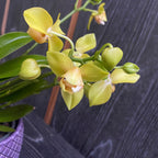 Phalaenopsis Artisto Pop pelórica 3lips (6 tallos)