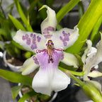 Aliceara Peggy Ruth Carpenter Morning Joy illatos