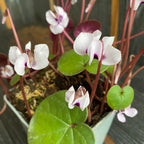 Cyclamen coum mix - de gradina