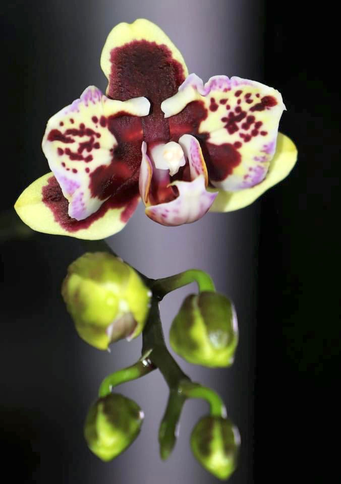 Phalaenopsis Lioulin Sparrow '459' (pelorický)