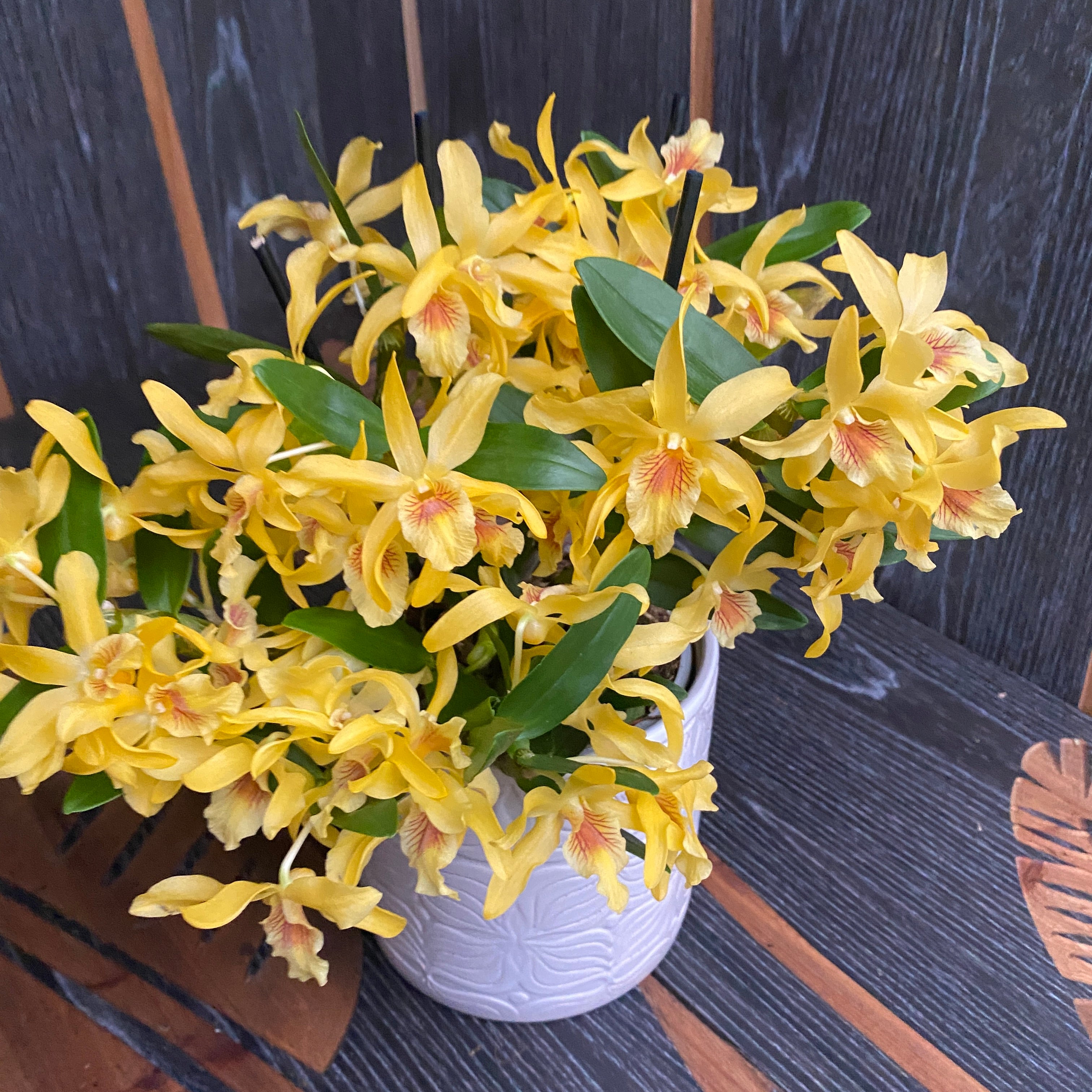 Dendrobium Stardust 'Chyomi'