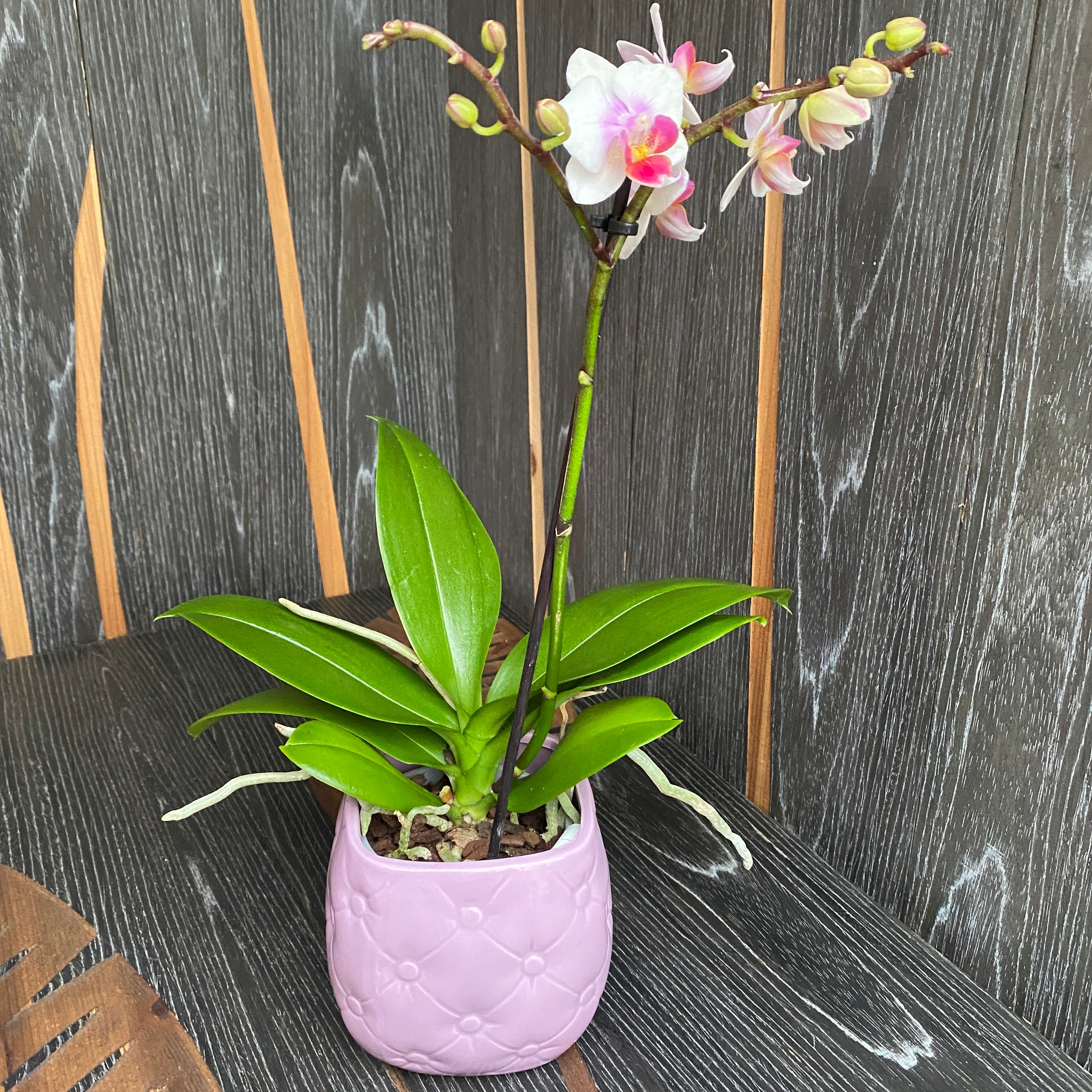 Vas decorativ din ceramica Chesterfield Pink D9