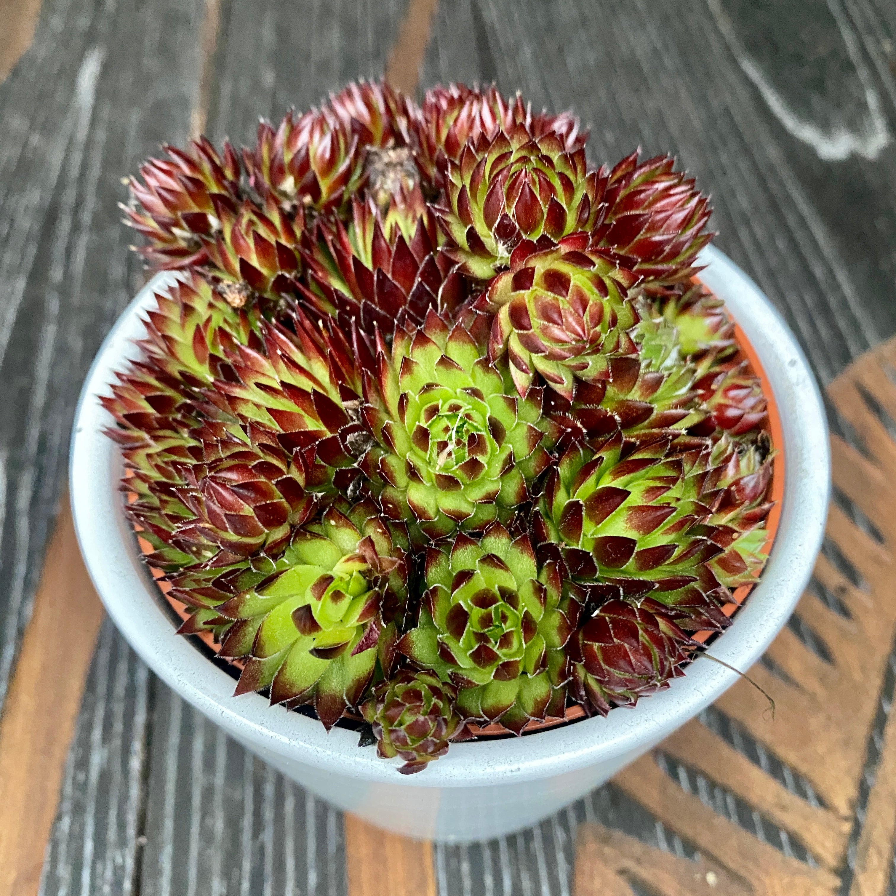 Sempervivum 'Herta Red' (planta urechelnita)