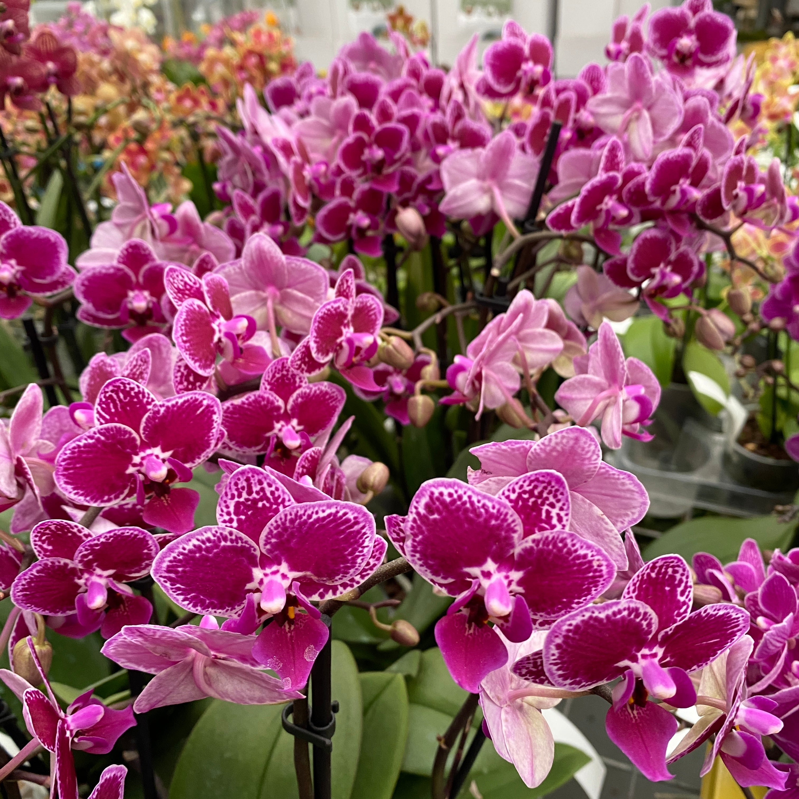 Phalaenopsis Hornglin Vicky (Peru)