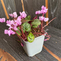 Cyclamen coum mix - de gradina