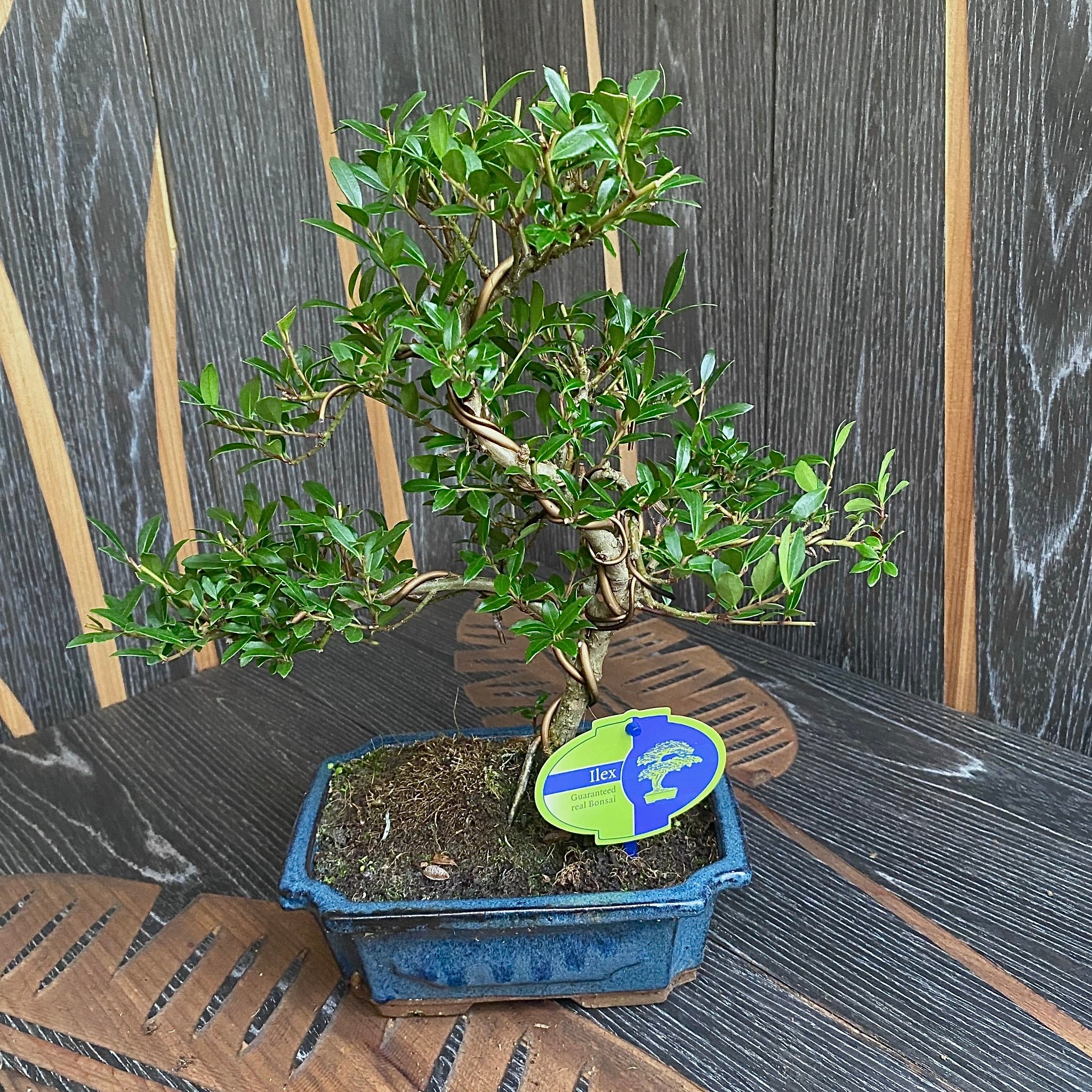 Bonsai Ilex crenata H40