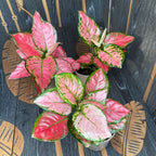 Aglaonema commutatum Red Zircon