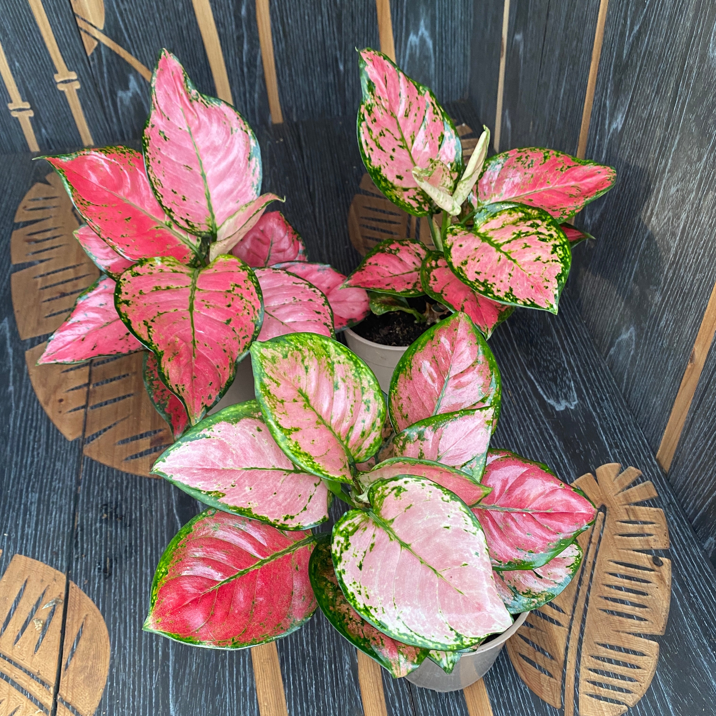 Aglaonema commutatum Red Zircon
