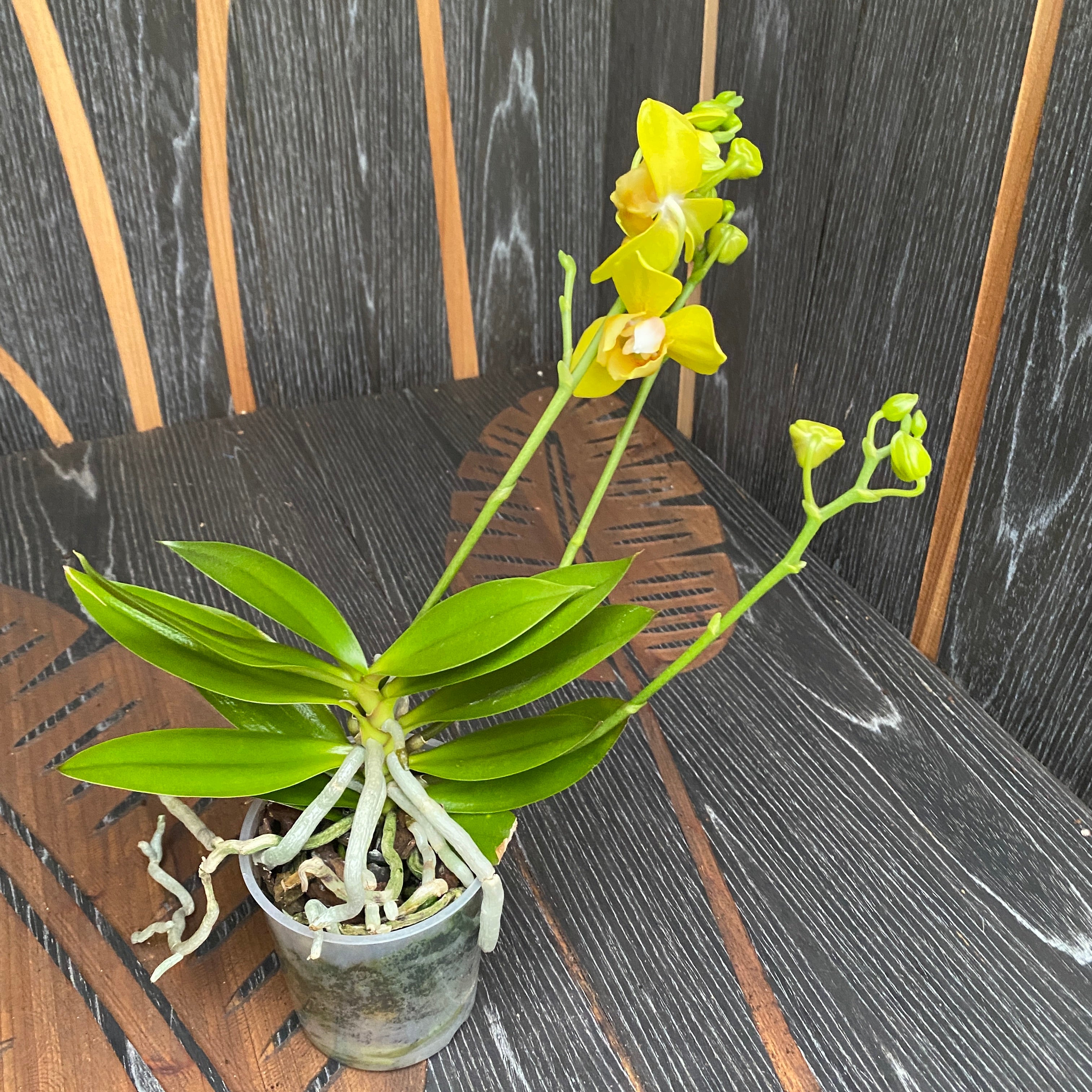 Phalaenopsis Artisto Pop pelorisch 3 Lippen