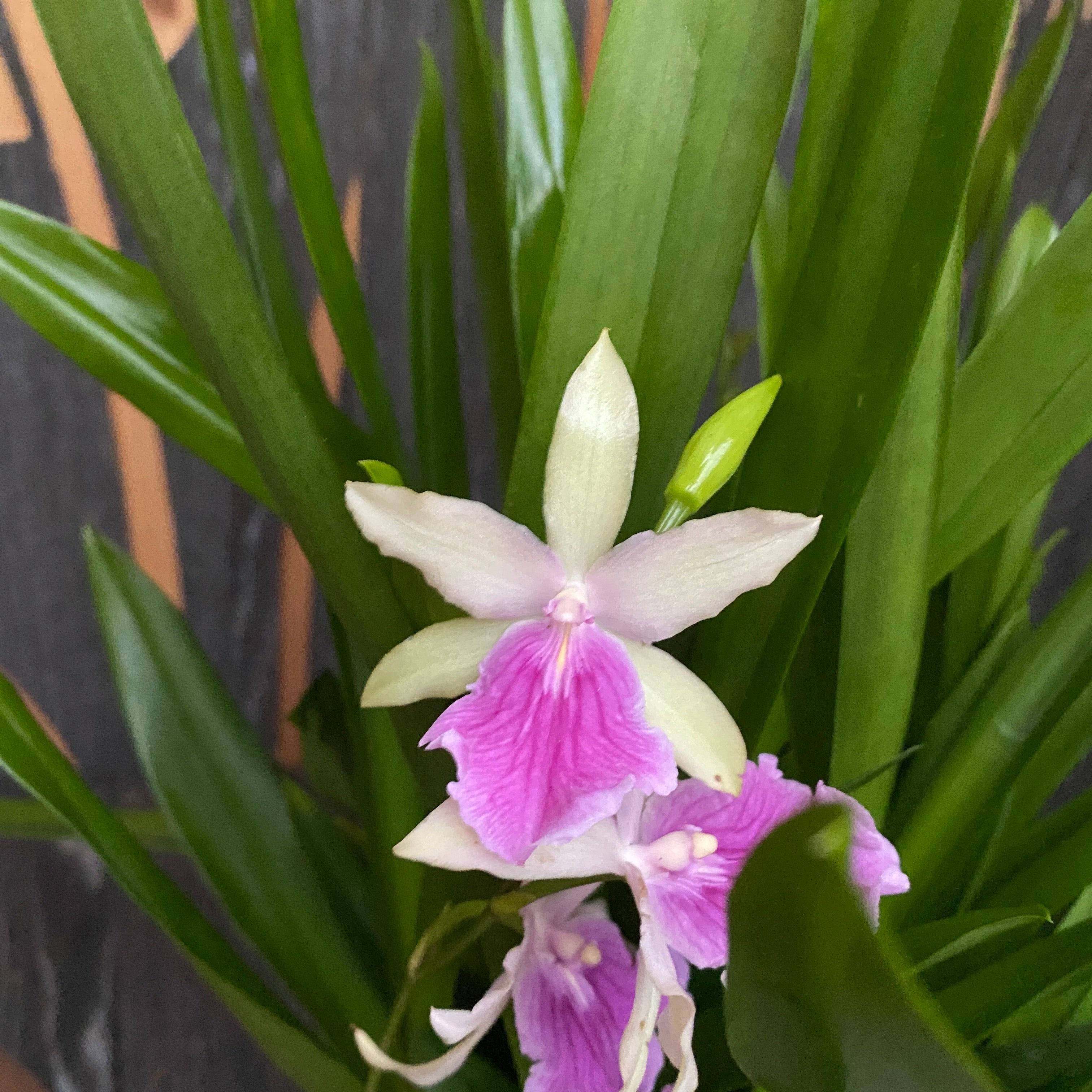 Miltonia Honolulu 'Lipstick' (esemplari rigogliosi)