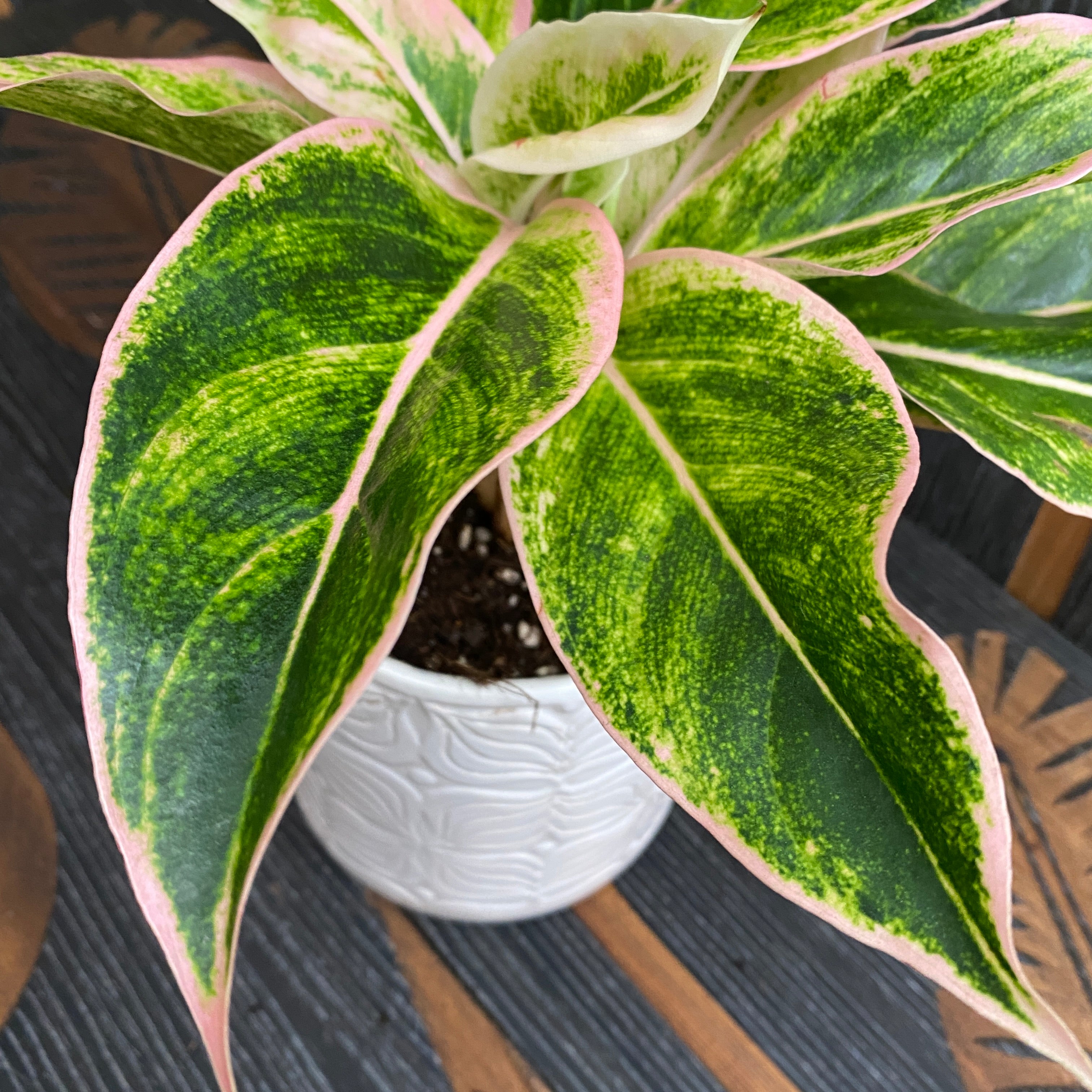 Aglaonema Siam Aurora Pink D12