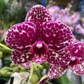 Phalaenopsis Lioulin Divoká Kočka