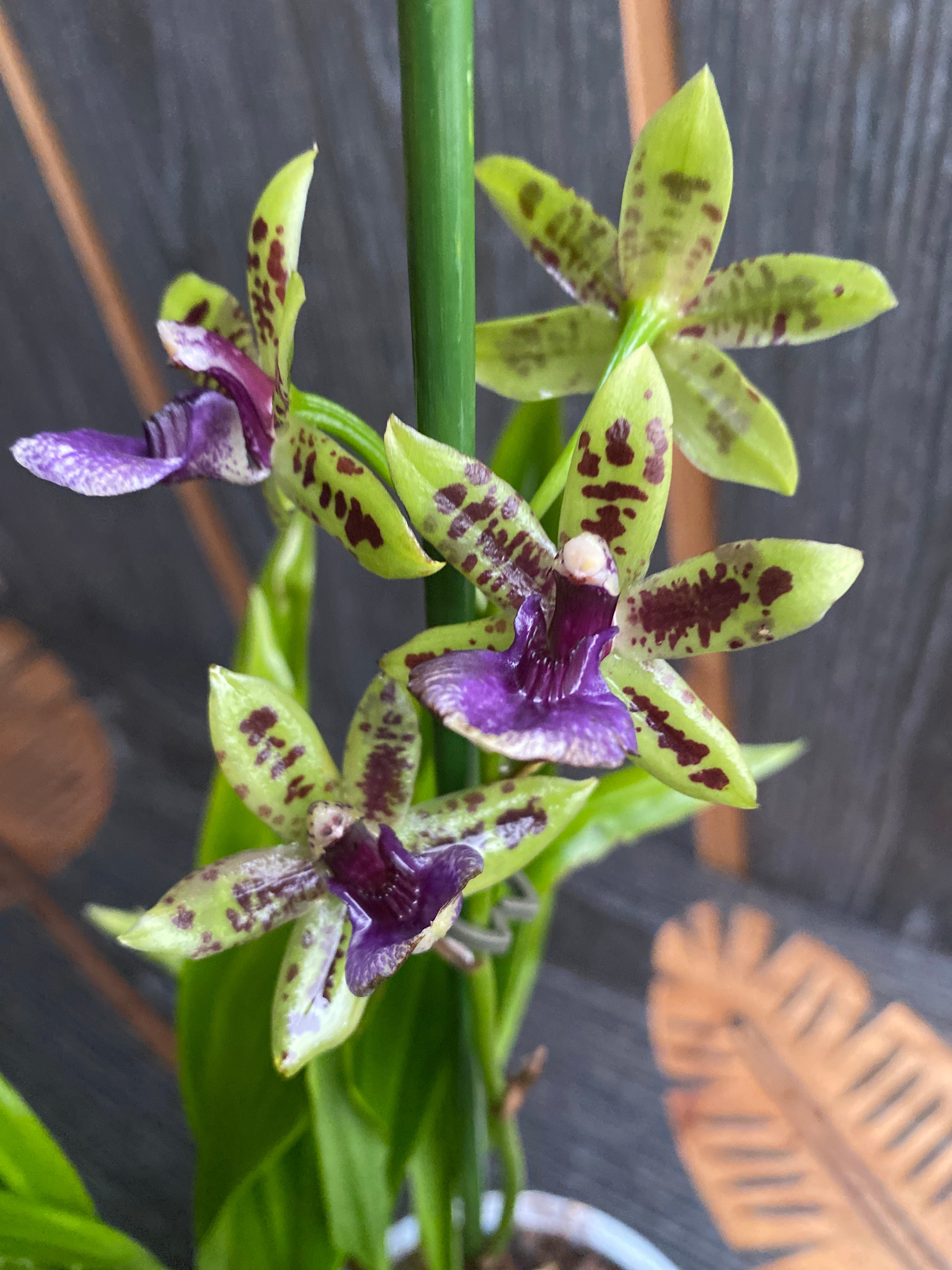 Paradisanthus Micranthus x Zygopetalum Titanic