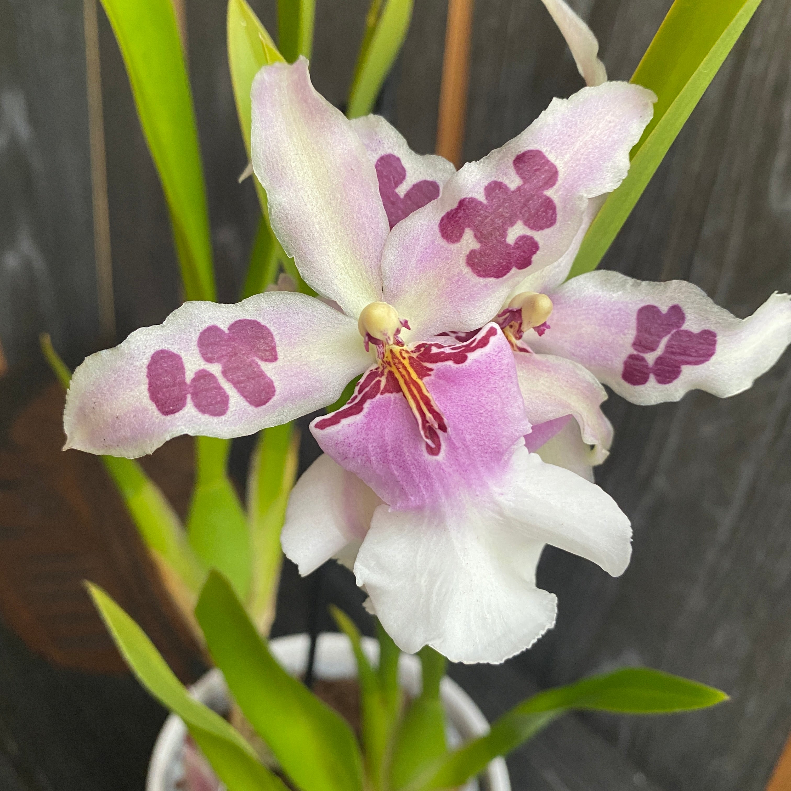 Aliceara Peggy Ruth Carpenter Morning Joy duftend