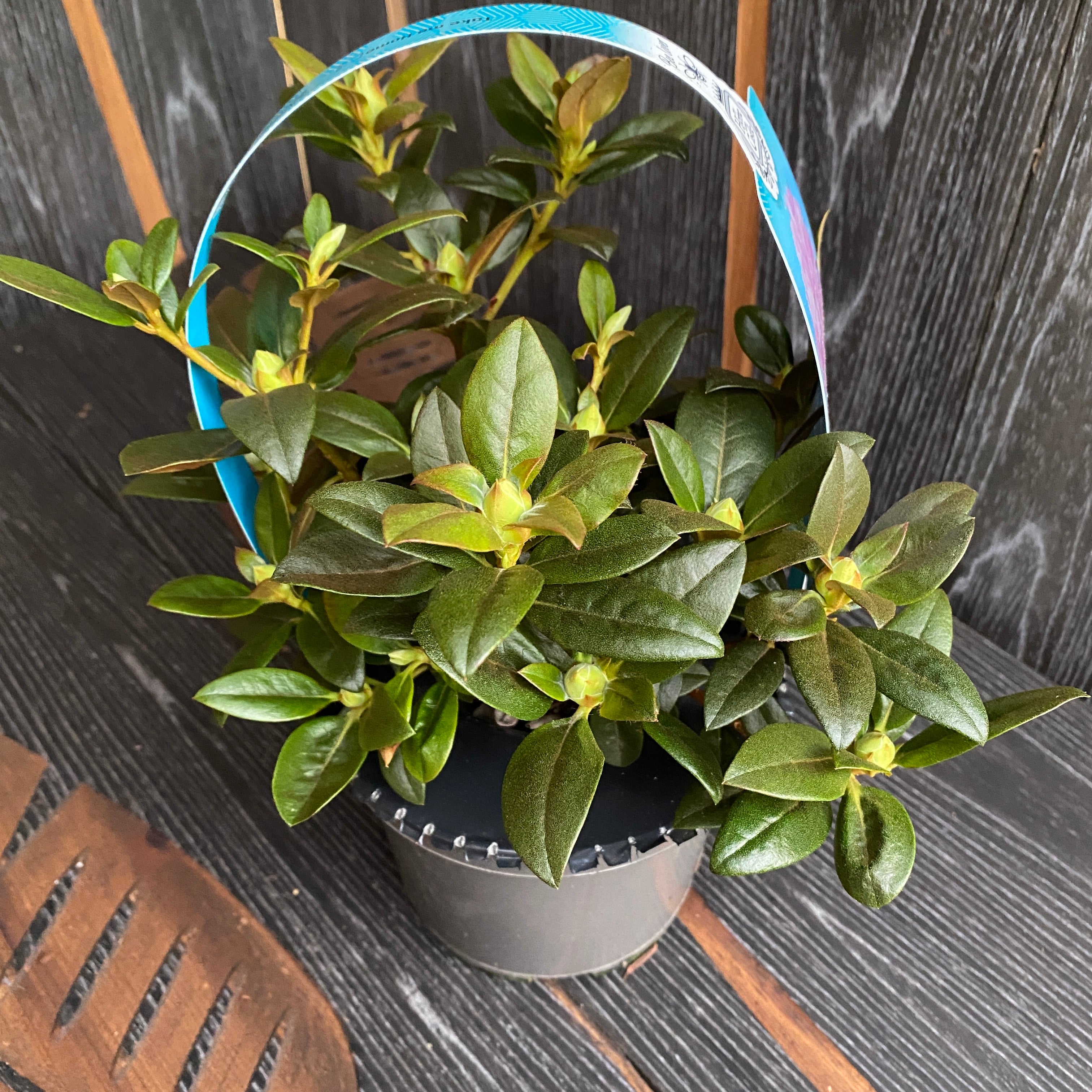 Rhododendron Lavendula - růžová zahradní azalka