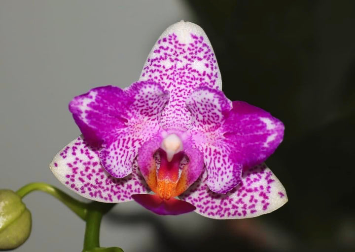 Phalaenopsis Hualien Pink Galaxy '272' (peloric)