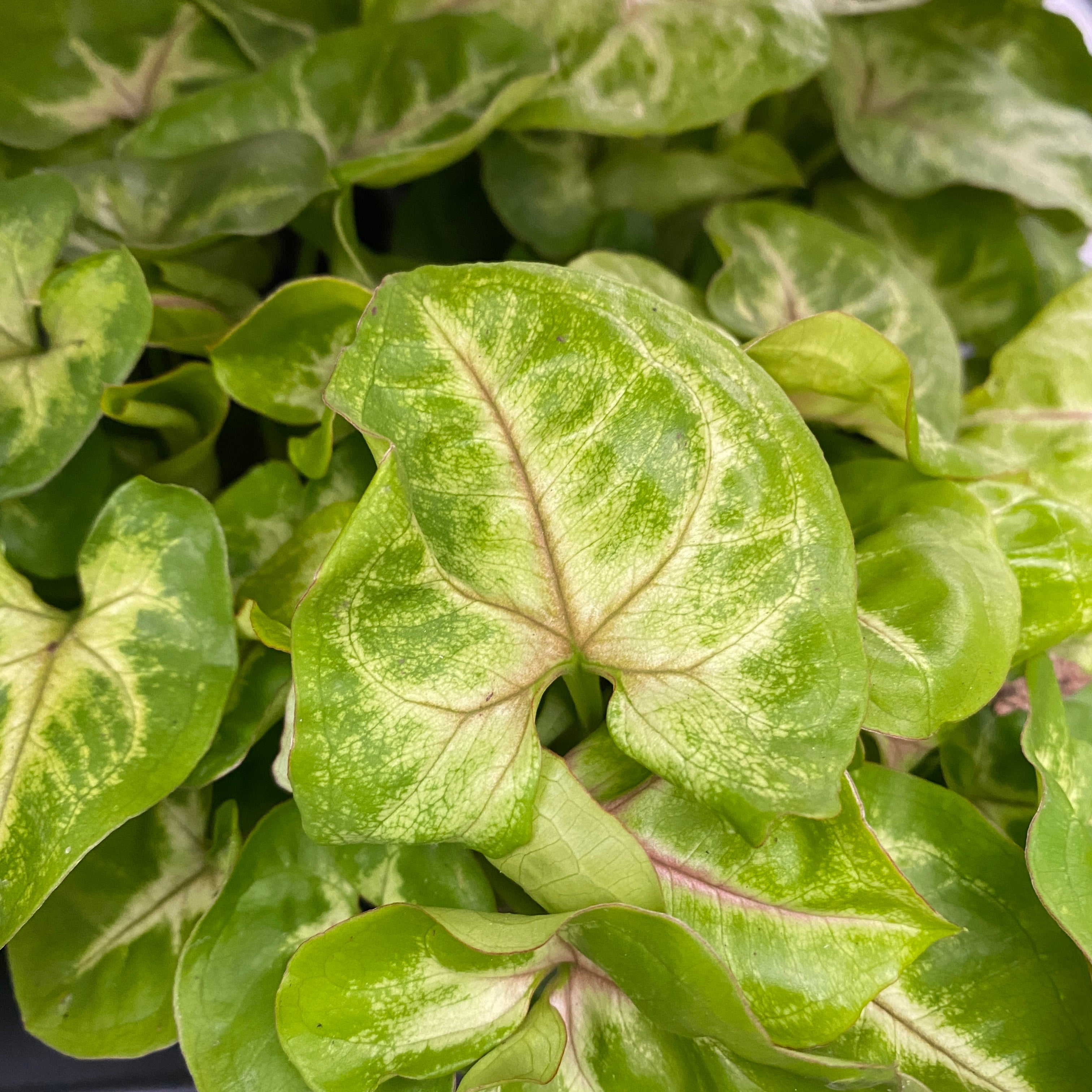 Syngonium Mango Allusion (babyplant)