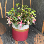 Фуксия Бела 'София' (обесени цветя в саксия)