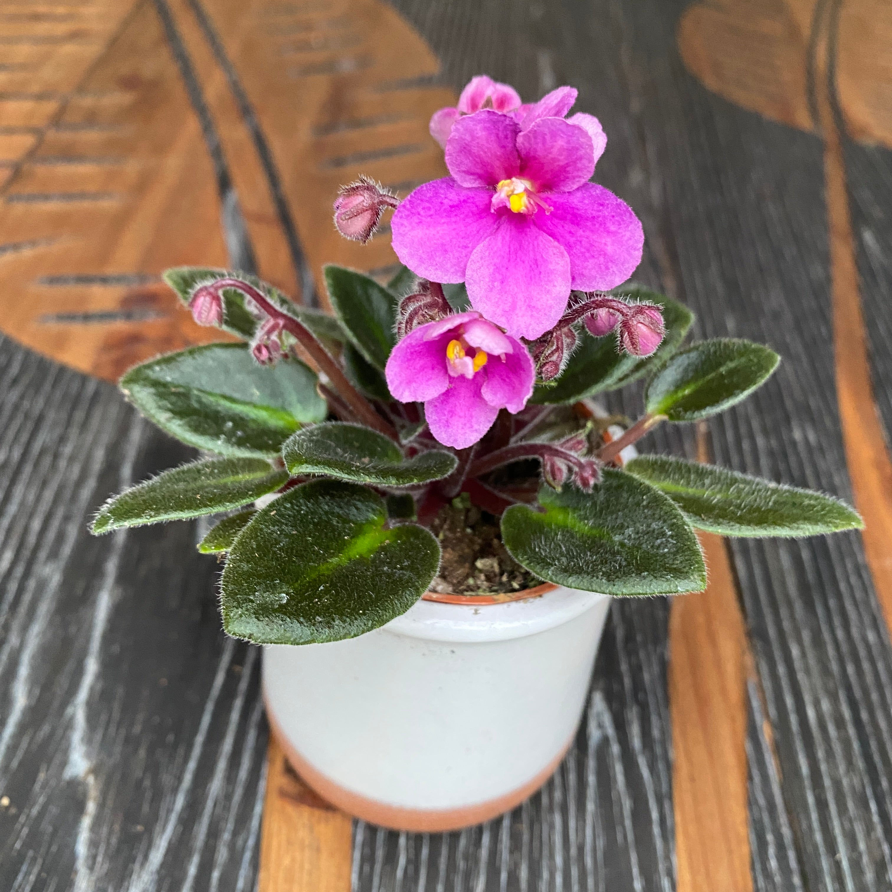 Violete roz - Saintpaulia Jenny Dark Rose (mini)