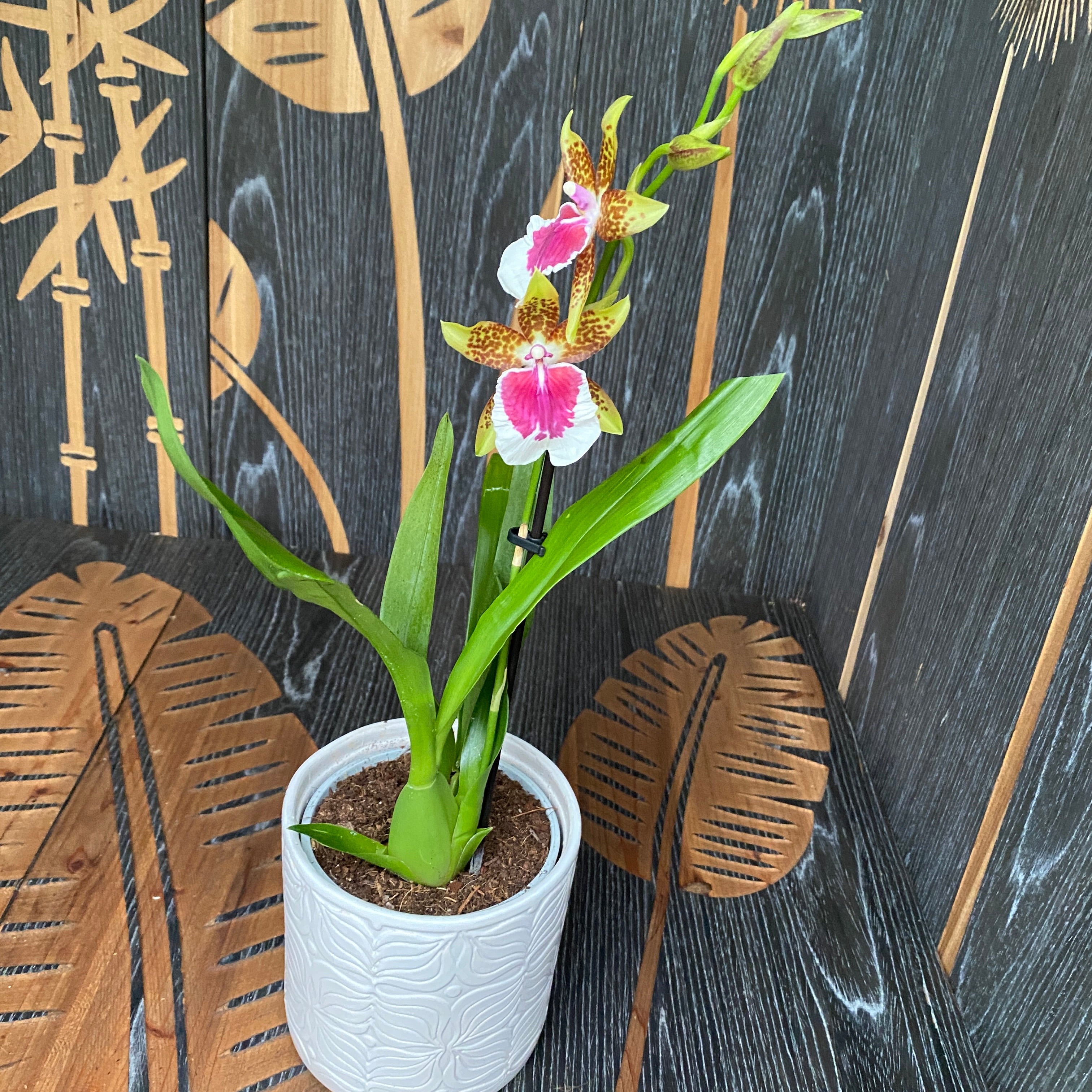 Miltonidium Dr Peter Komp - fragrant