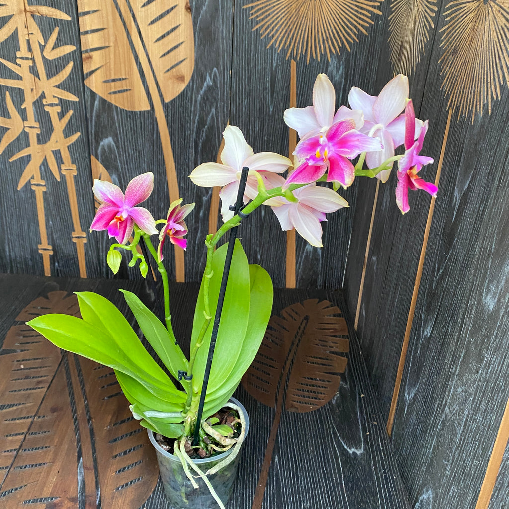 Phalaenopsis Sweet Memory Liodoro flori pelorice & normale LID08