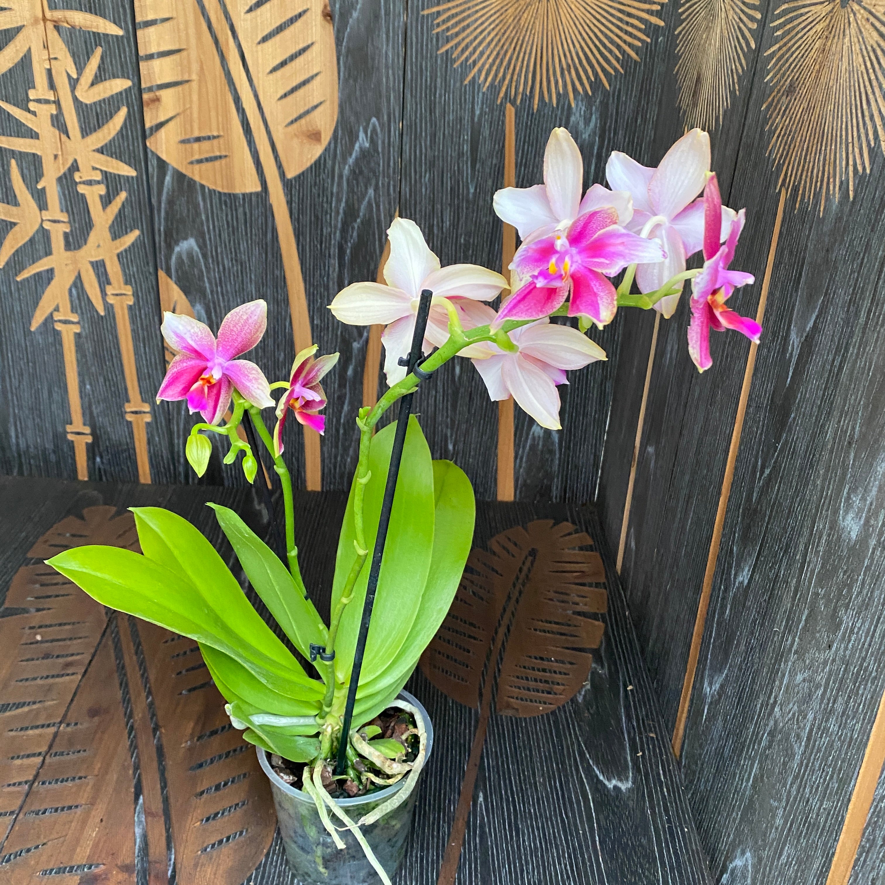 Phalaenopsis Sweet Memory Liodoro fiori pelorici e normali LID08