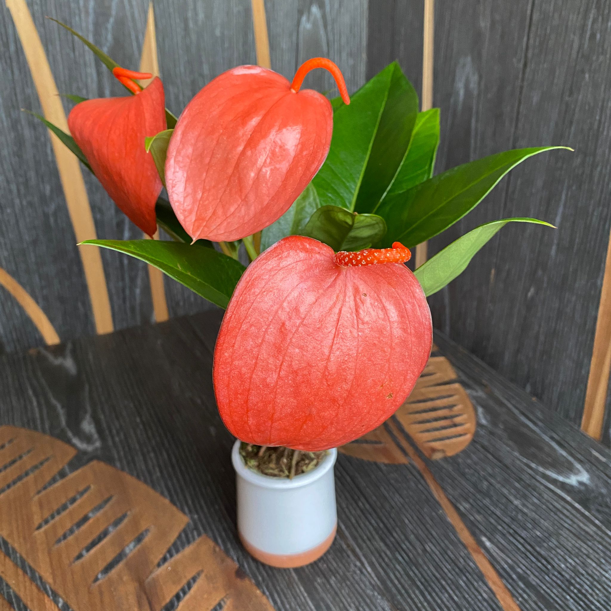 anthurium scherzerianum schott Ανθούριο Scherzerianum Schott – Secret Garden Plant Shop