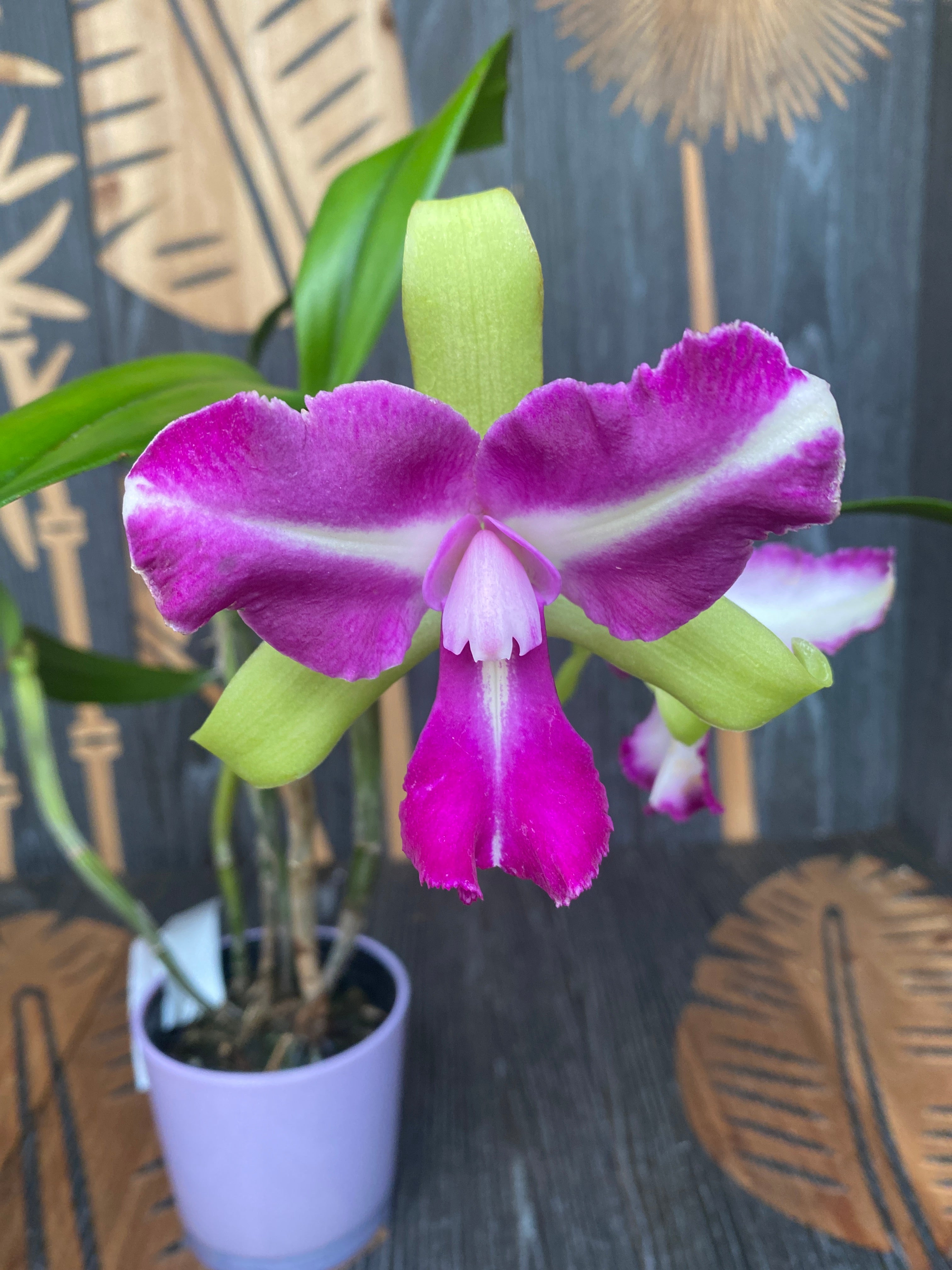 Rlc. Chyong Guu Benz (Rlc. Green Goddess x C. Batalinii)