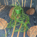 Hoya linearis - exemplare mari!