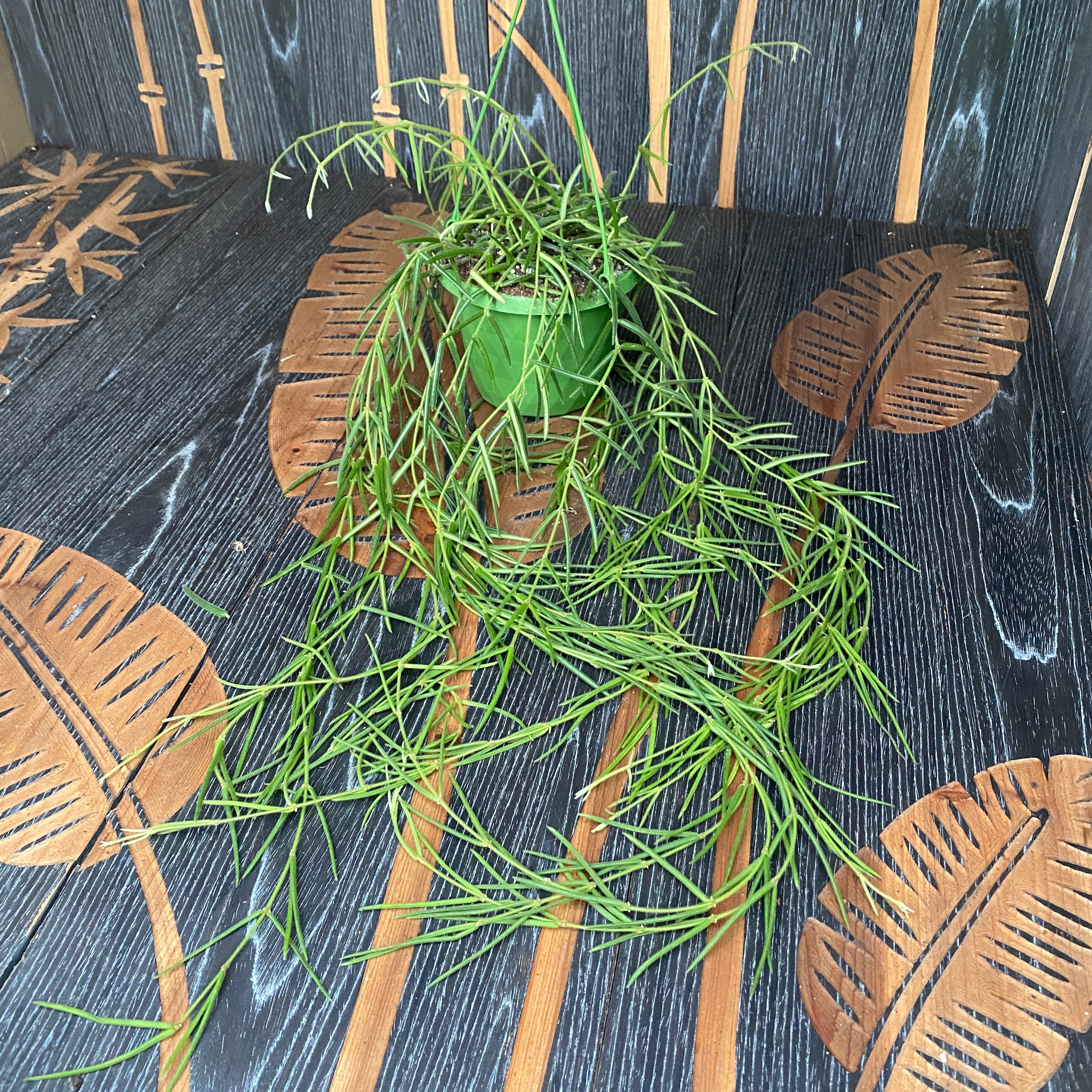 Hoya linearis - exemplare mari!