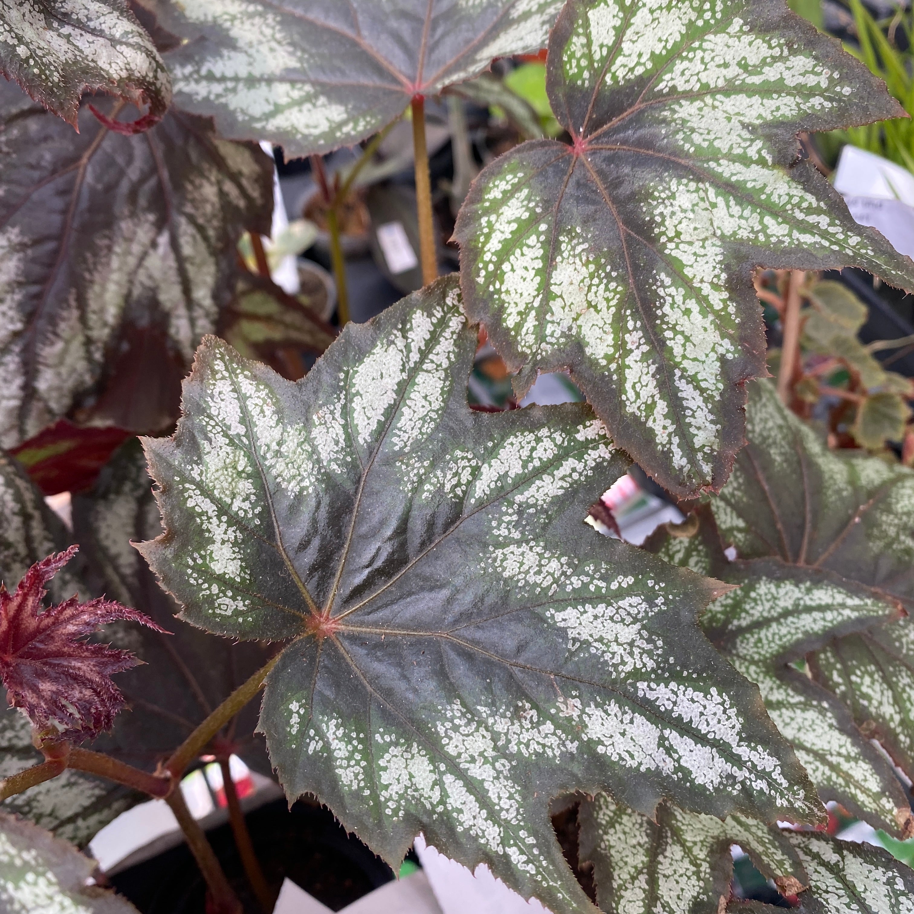 Begonia ‘Little Brother Montgomery’