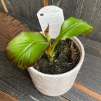 Ensete ventricosum Maurelii (Rote Banane)